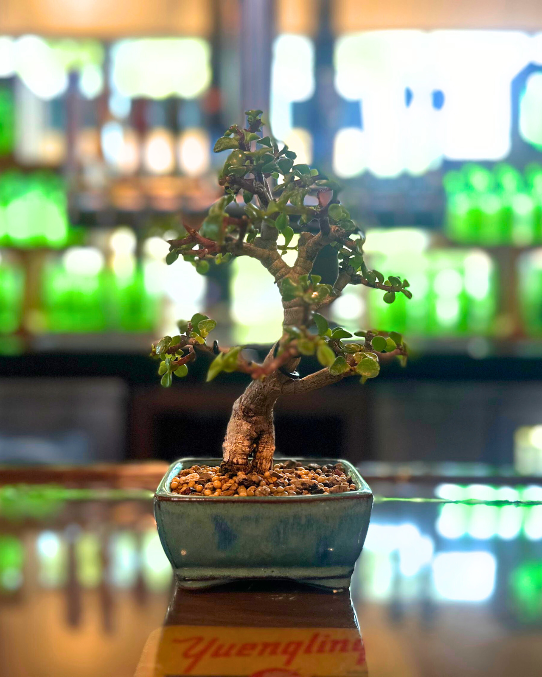 bonsai brews at yuengling