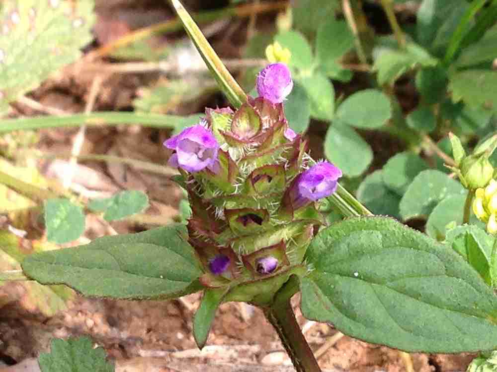Prunella close up flower leaf