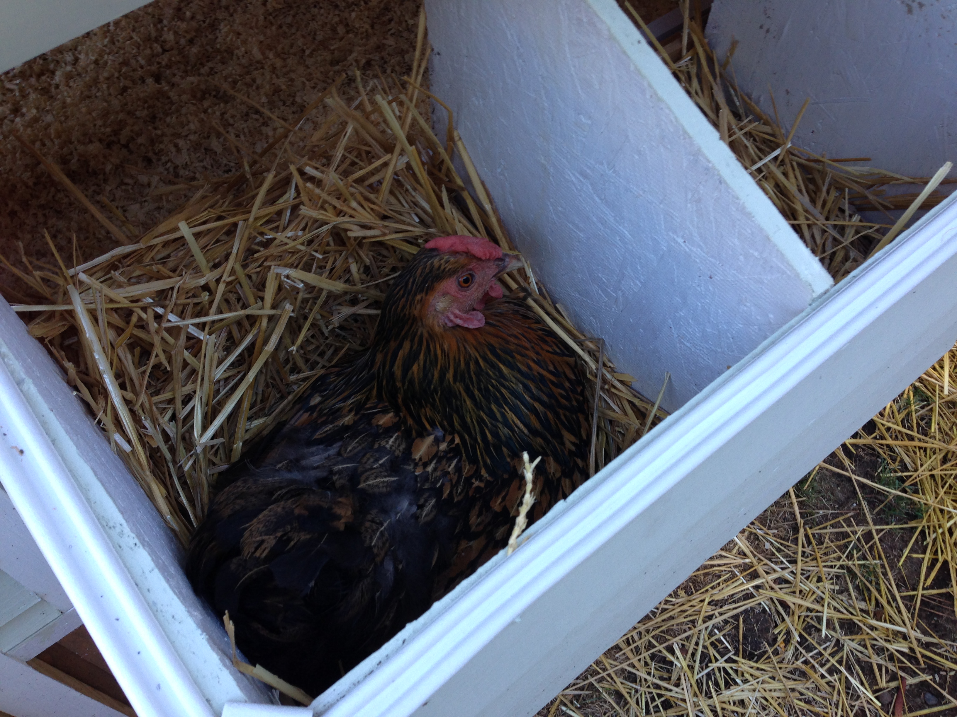 Oprah in her nesting box