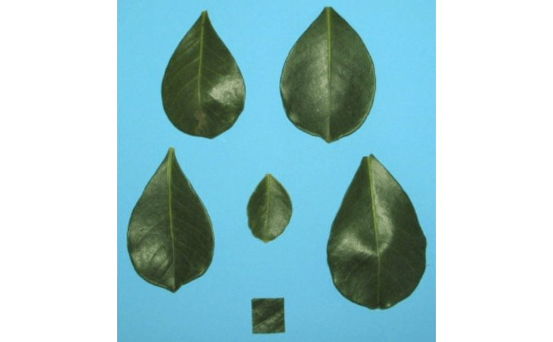 Splits Objects From An Image Into Multiple Images Object Split Pliman - Elegant 4K Colorful Arts | Free Download