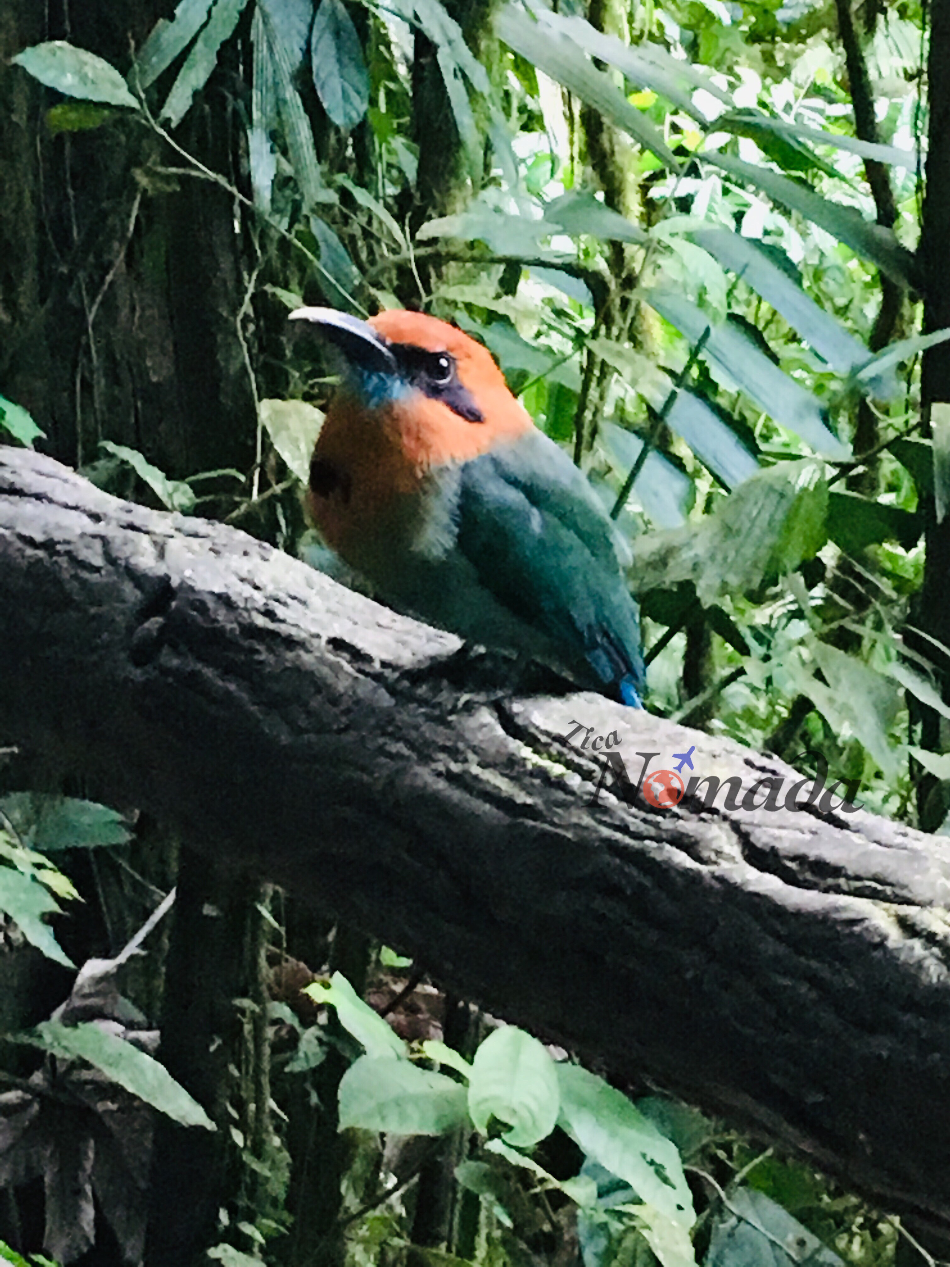 una de las tantas especies de aves que puede ver