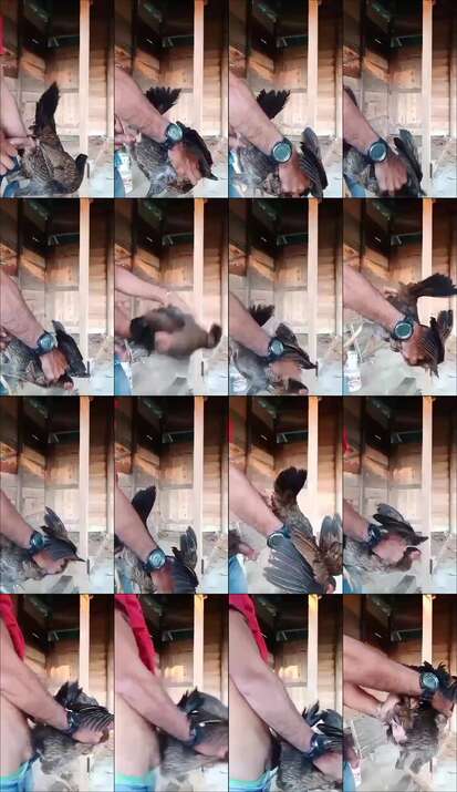 ass.gdav.top-BOKEPFILM - Viral Remaja Kawin Ama Pitik 240x416 vs39l2p8f72q