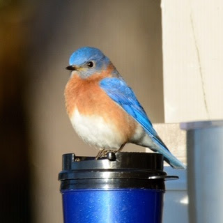 Bluebird1 Oct 2019