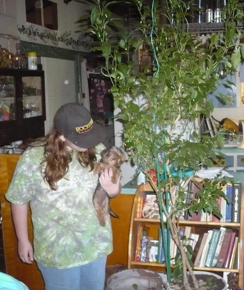 Crazy Good Mexican Food Texas Jalapeno Tree Mexican Restaurant