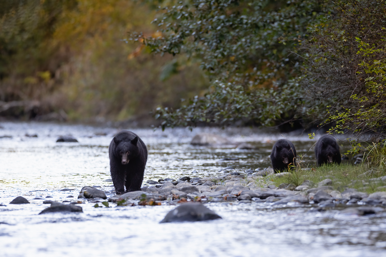 Schwarzbären auf Vancouver Island tiefblicke.ch