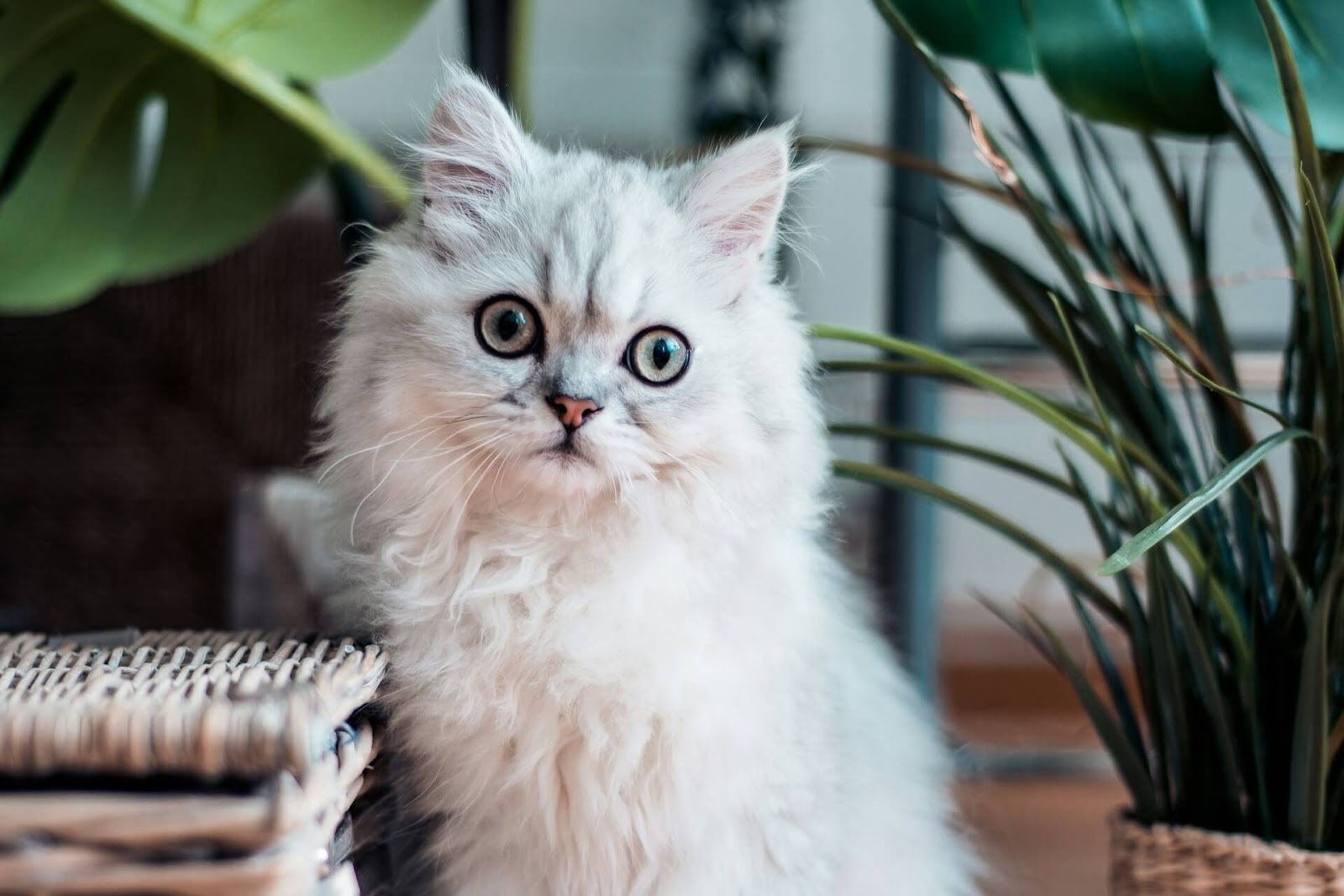 チンチラ（ペルシャ）の飼い方は？性格や身体的特徴、かかりやすい病気なども解説 | Tierzine（ティアジン）