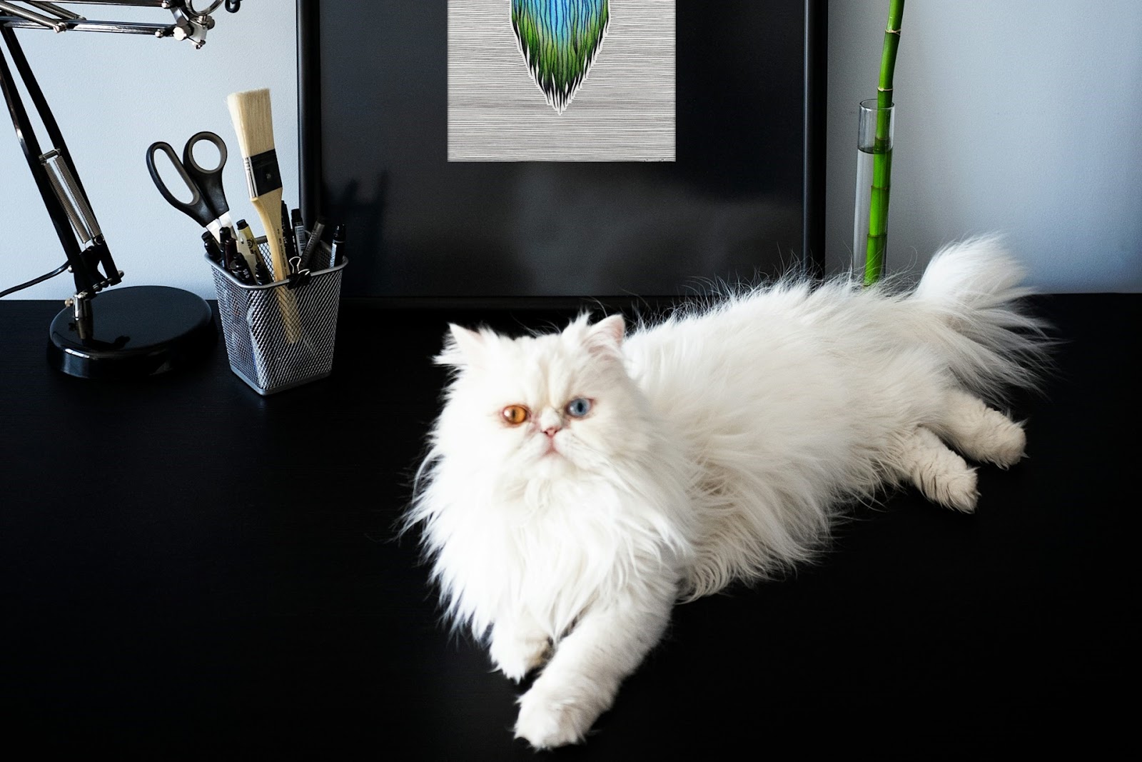 チンチラ（ペルシャ）の飼い方は？性格や身体的特徴、かかりやすい病気なども解説 | Tierzine（ティアジン）