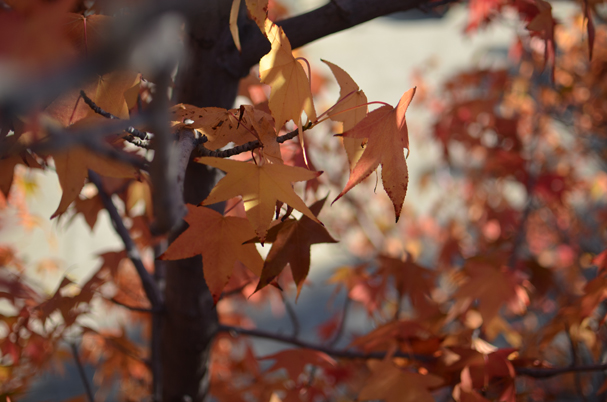 Foliage