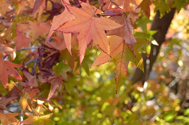 Foliage