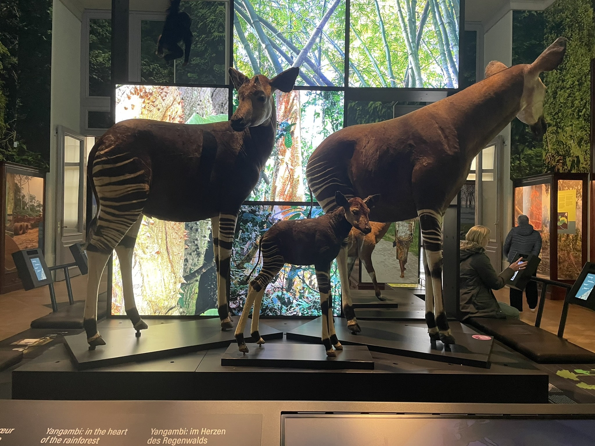Taxidermied animals with striped hundquarters and front legs