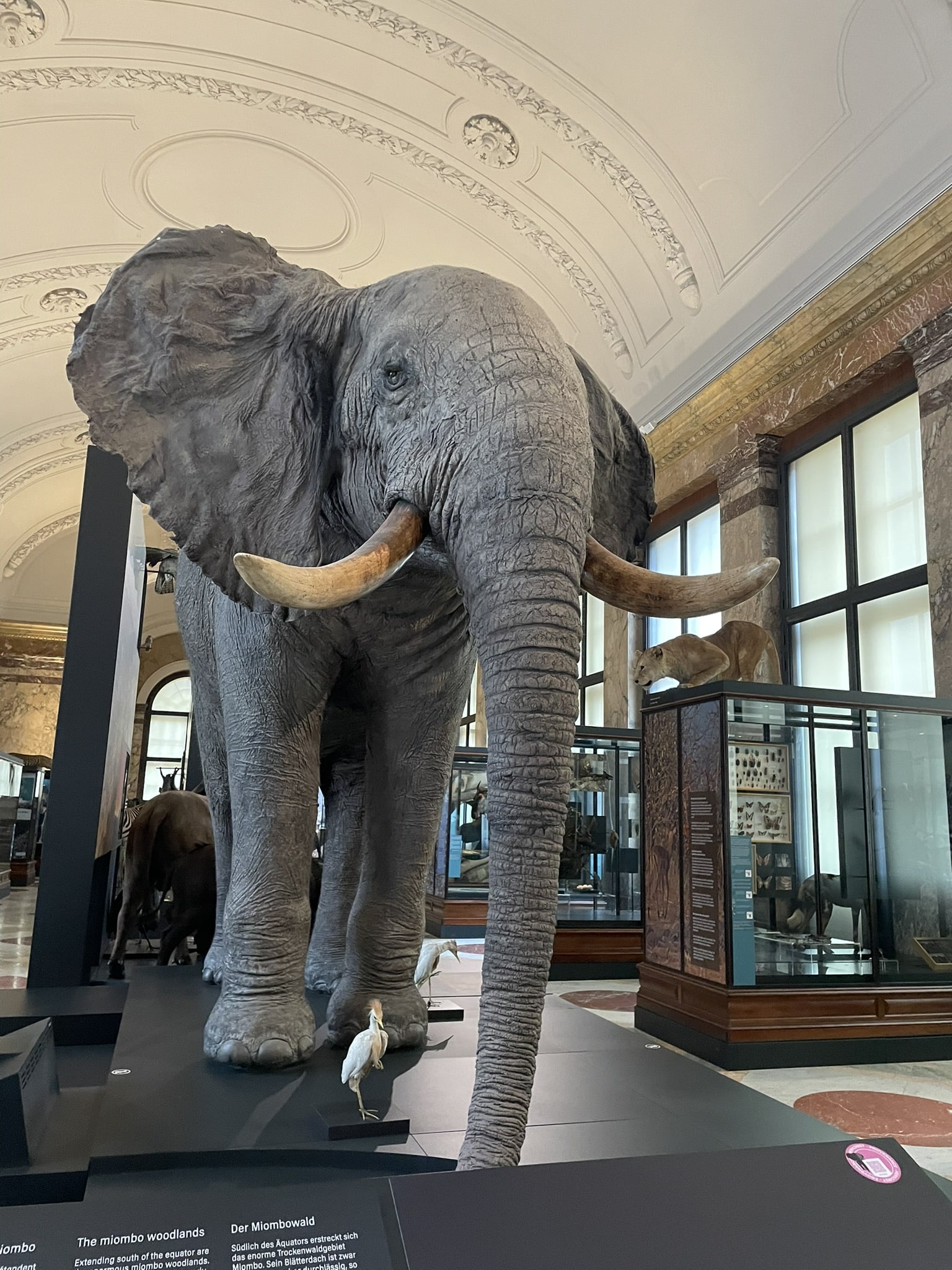 taxidermy elephant