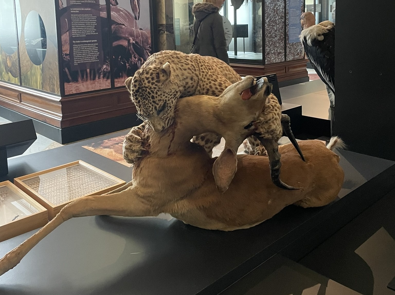 taxidermy leopard (cheetah?) attacking some kind of deer or gazelle