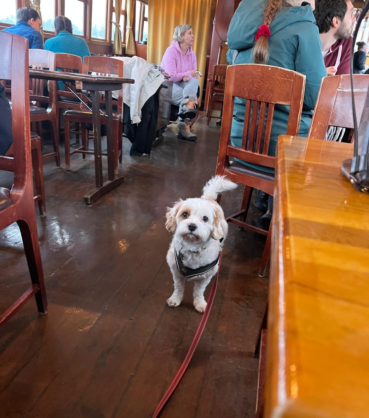small white dog looking up