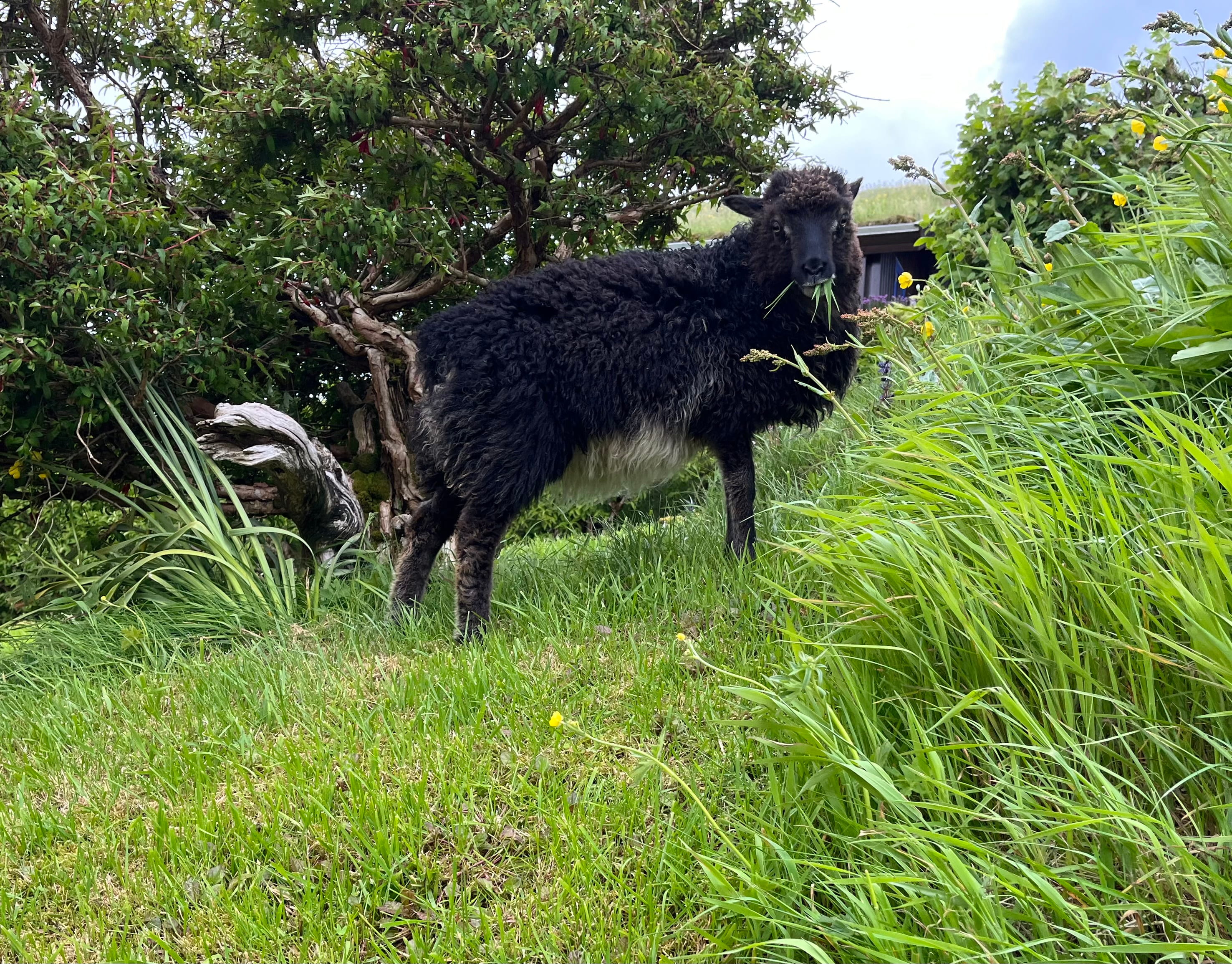 Black sheep with a mouth full of grass