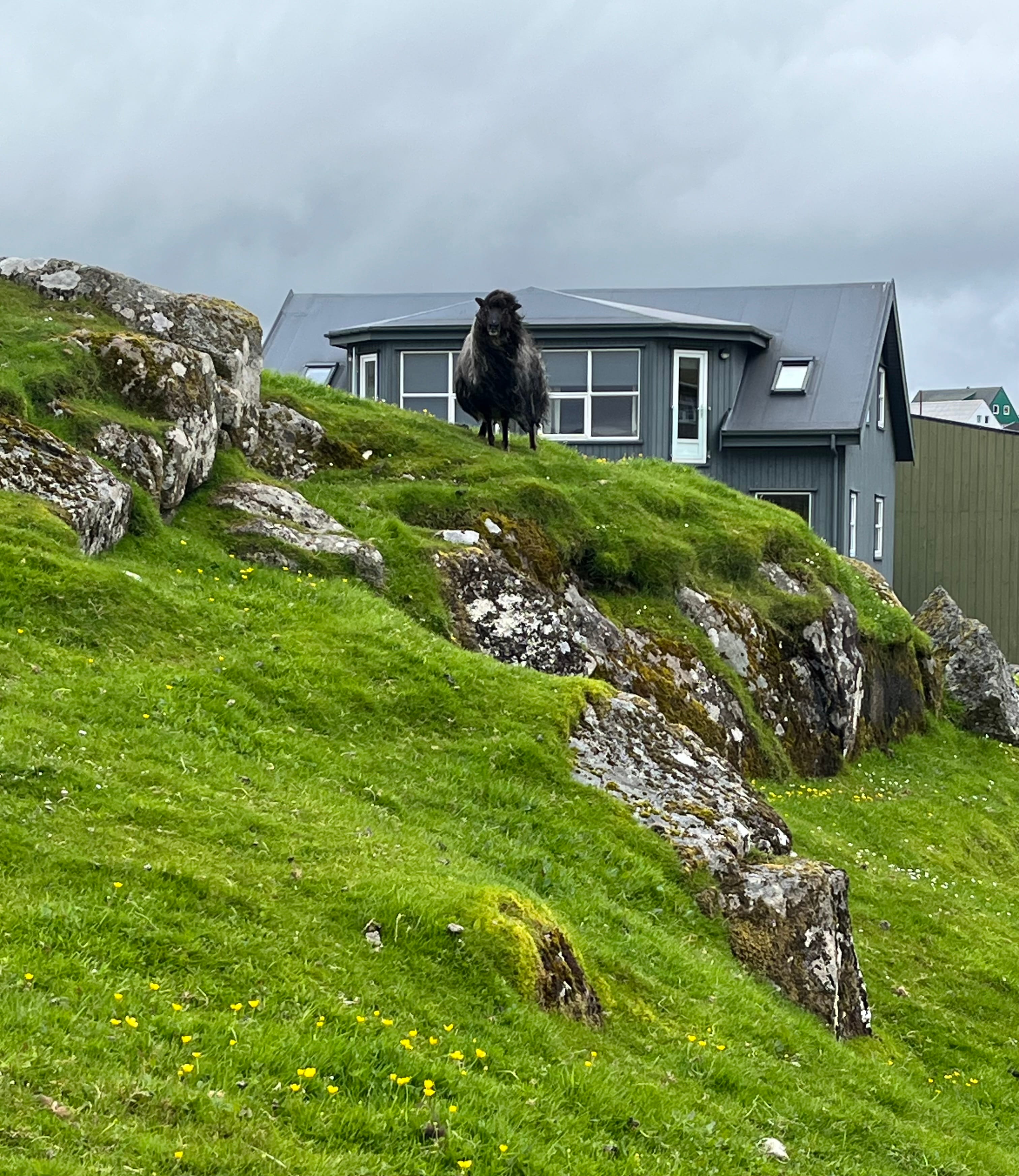 Black sheet standing on a grassy hill in front of a house