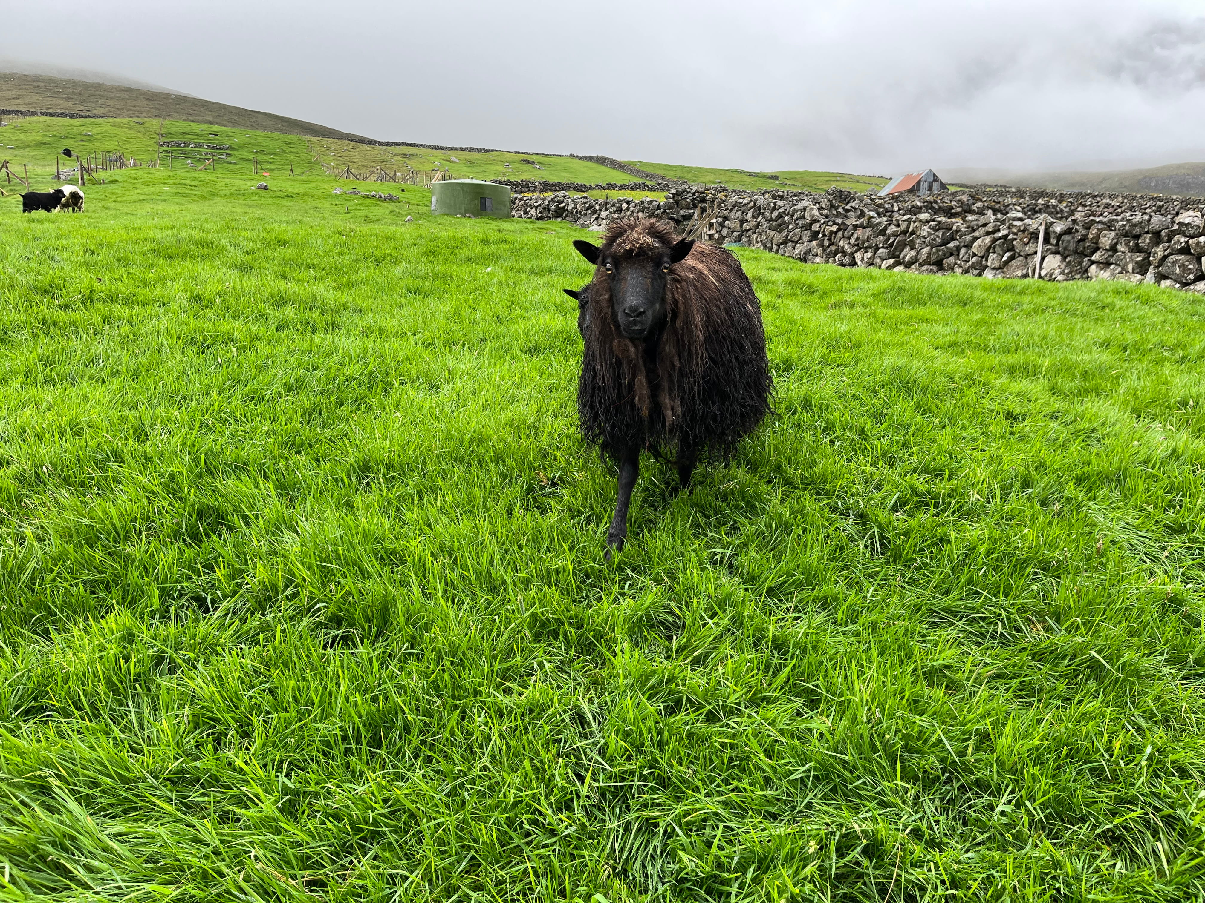 brown sheep in green field with stone wall