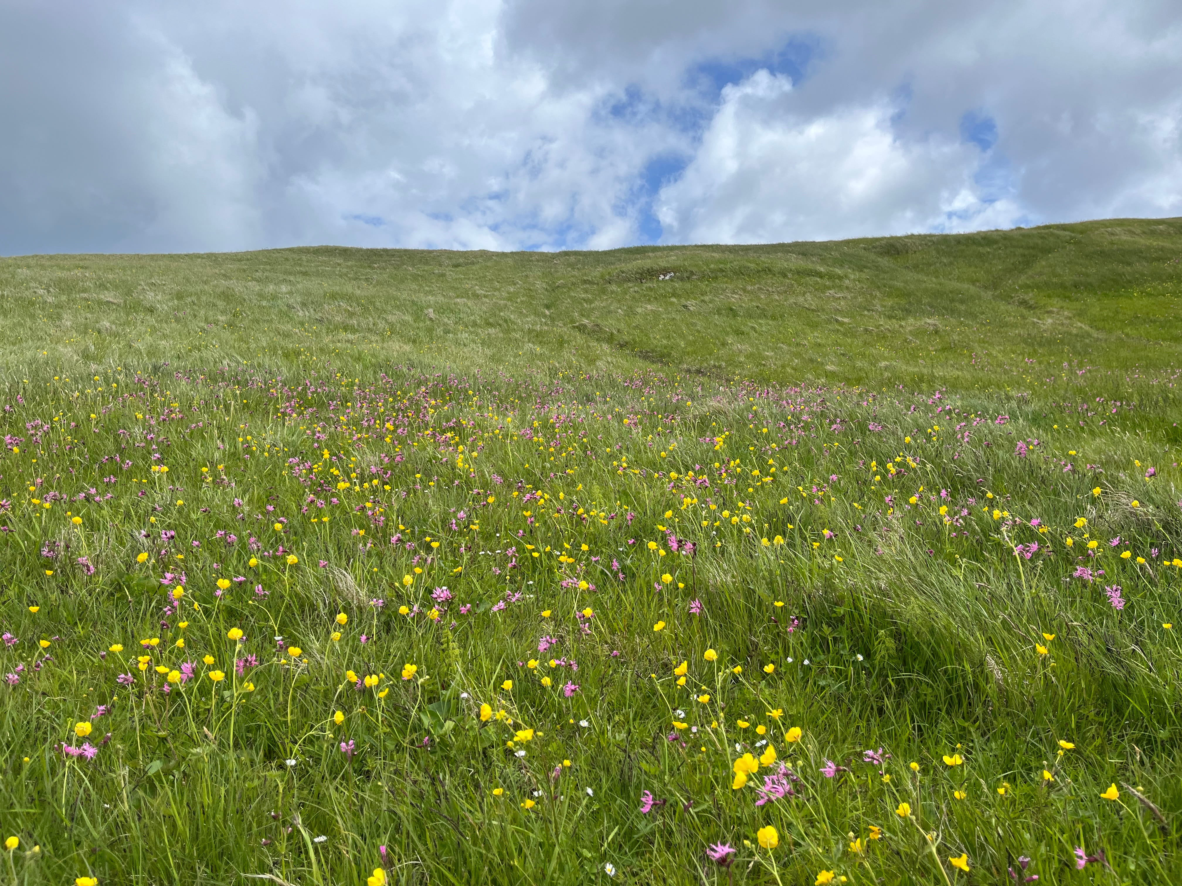 Green field gotten with buttercups and a lavender colored flower