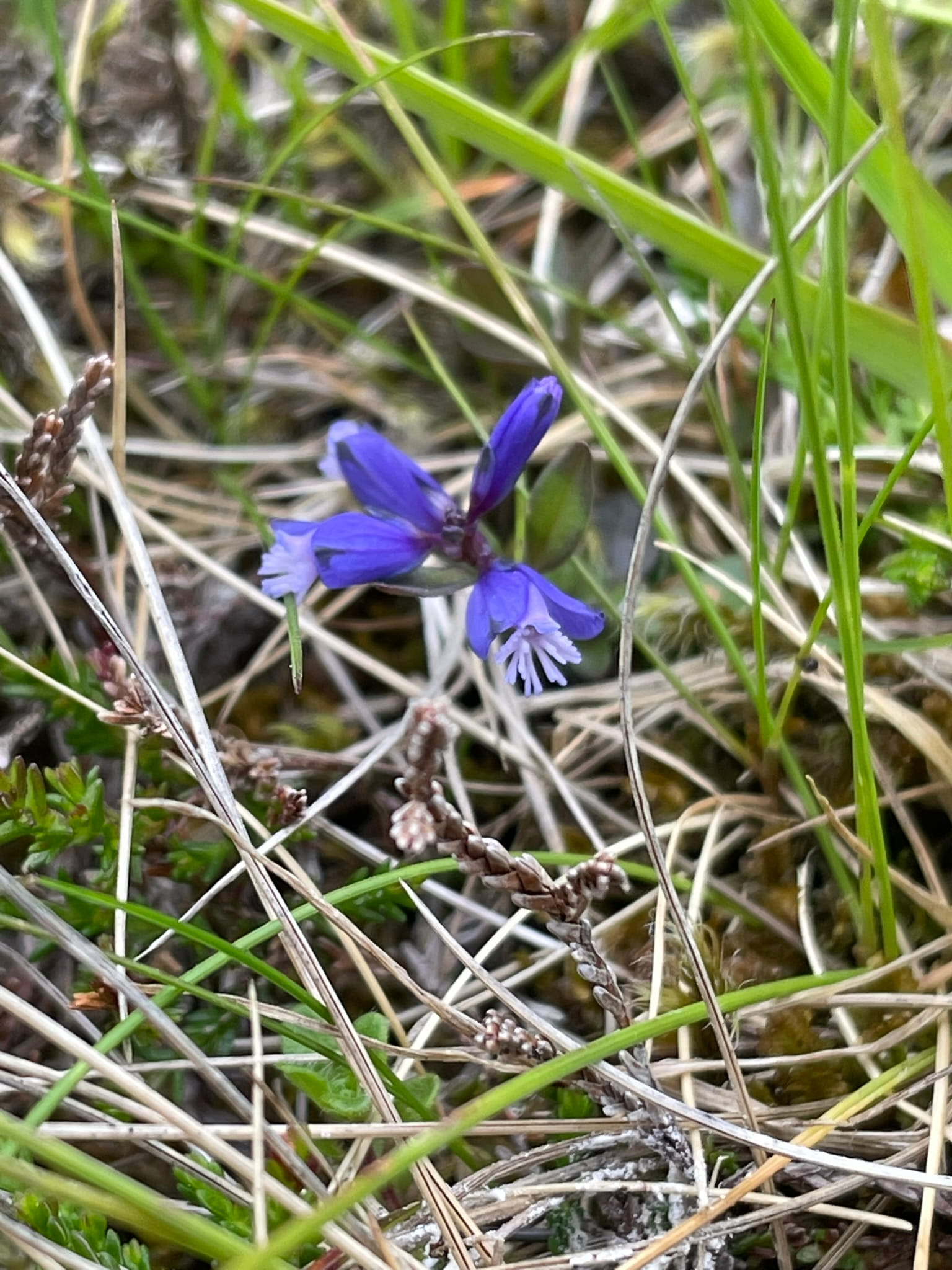 closeup of blue wildflower