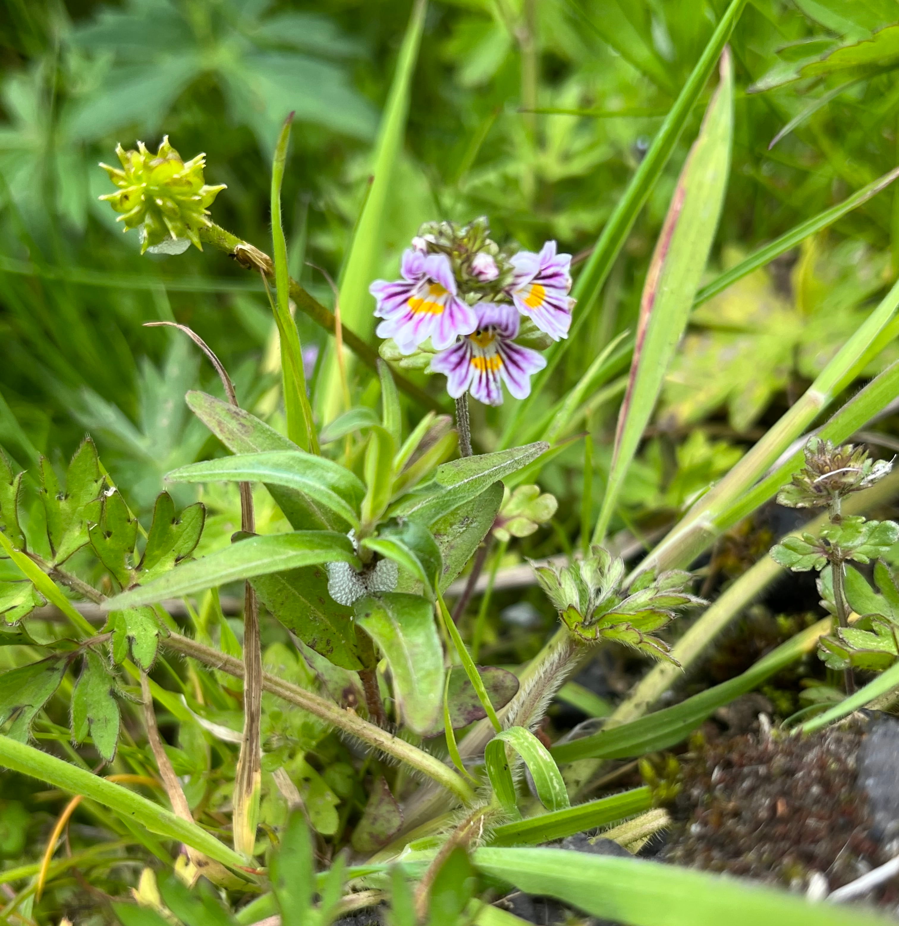 close up of a purple and white wildflower with yellow center