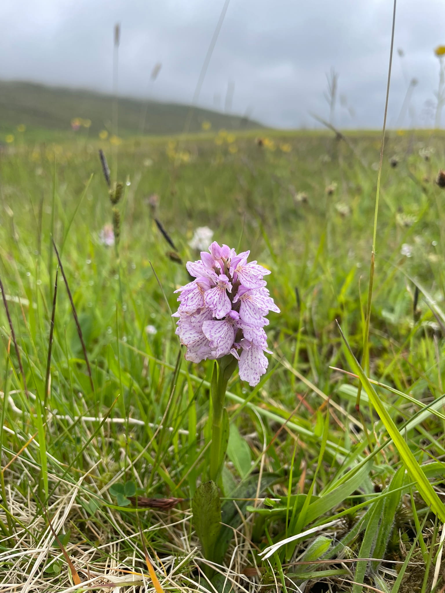 close up of a pink wildflower