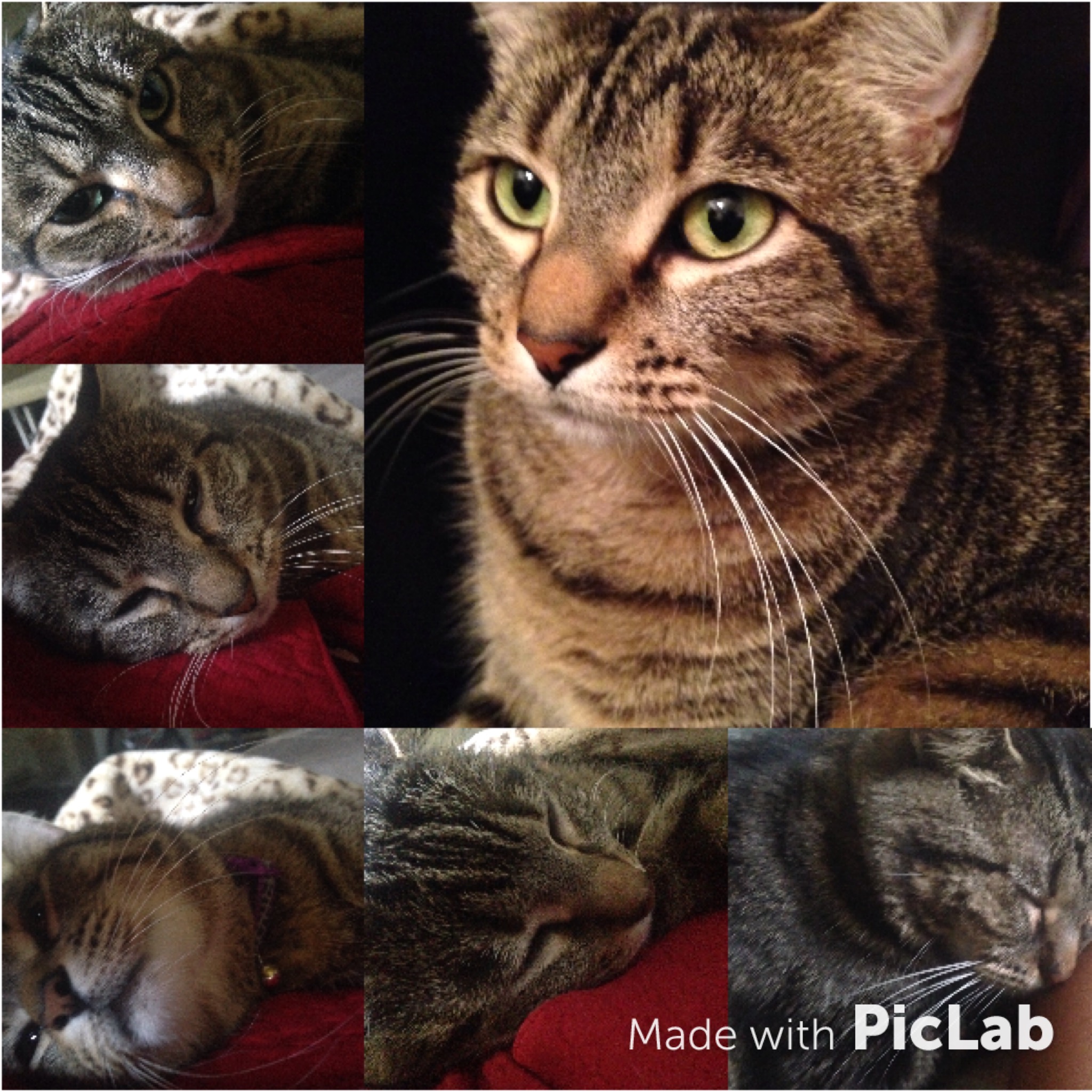 Chloe will show you how to rest.