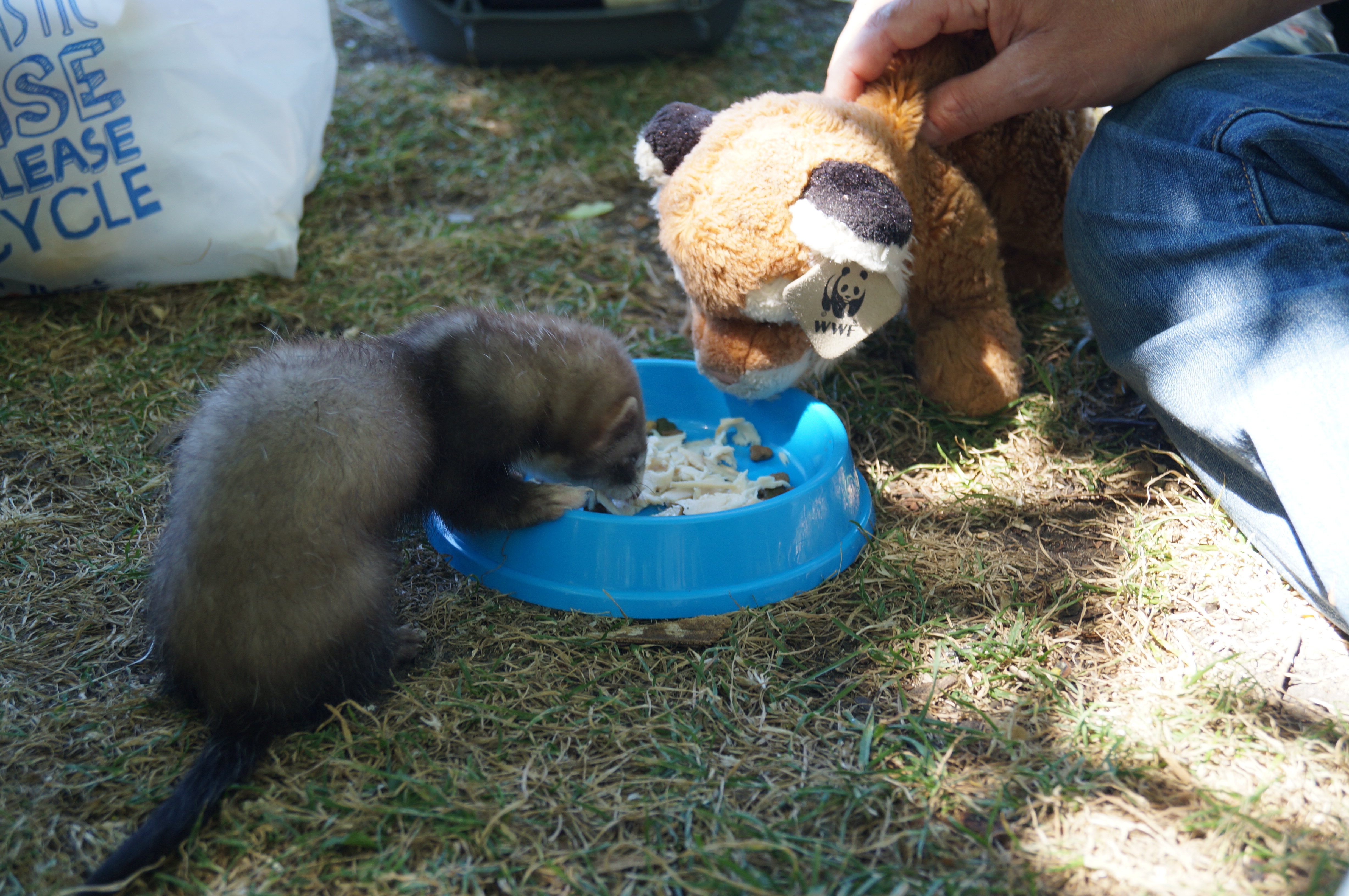 Me and A Ferret...no big deal
