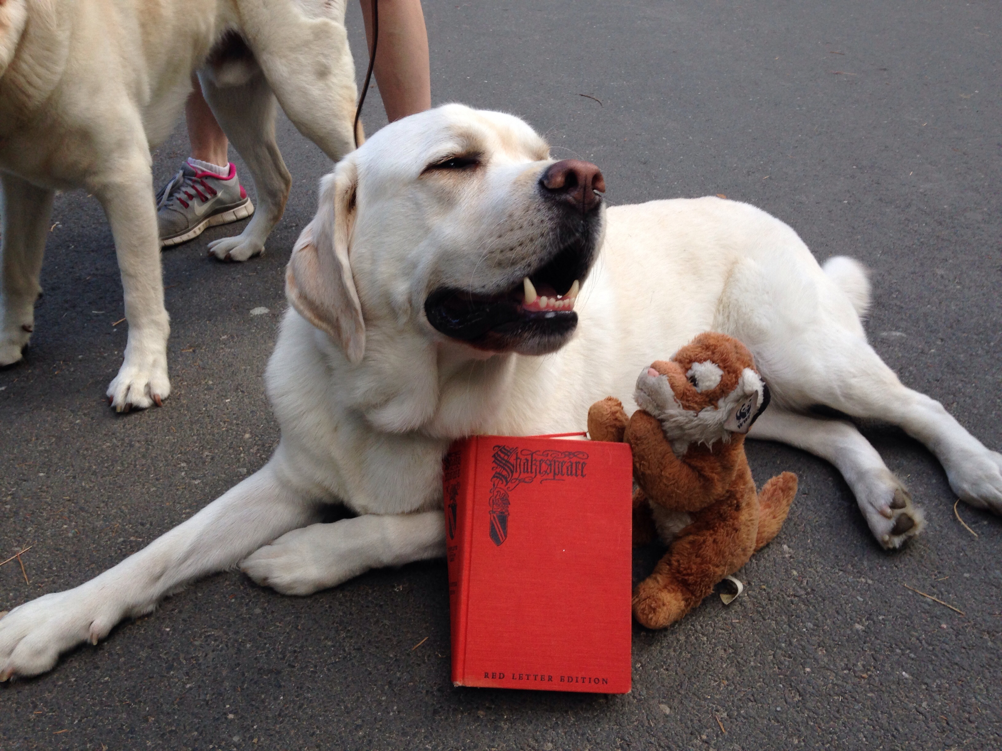 Shakespeare in the Park