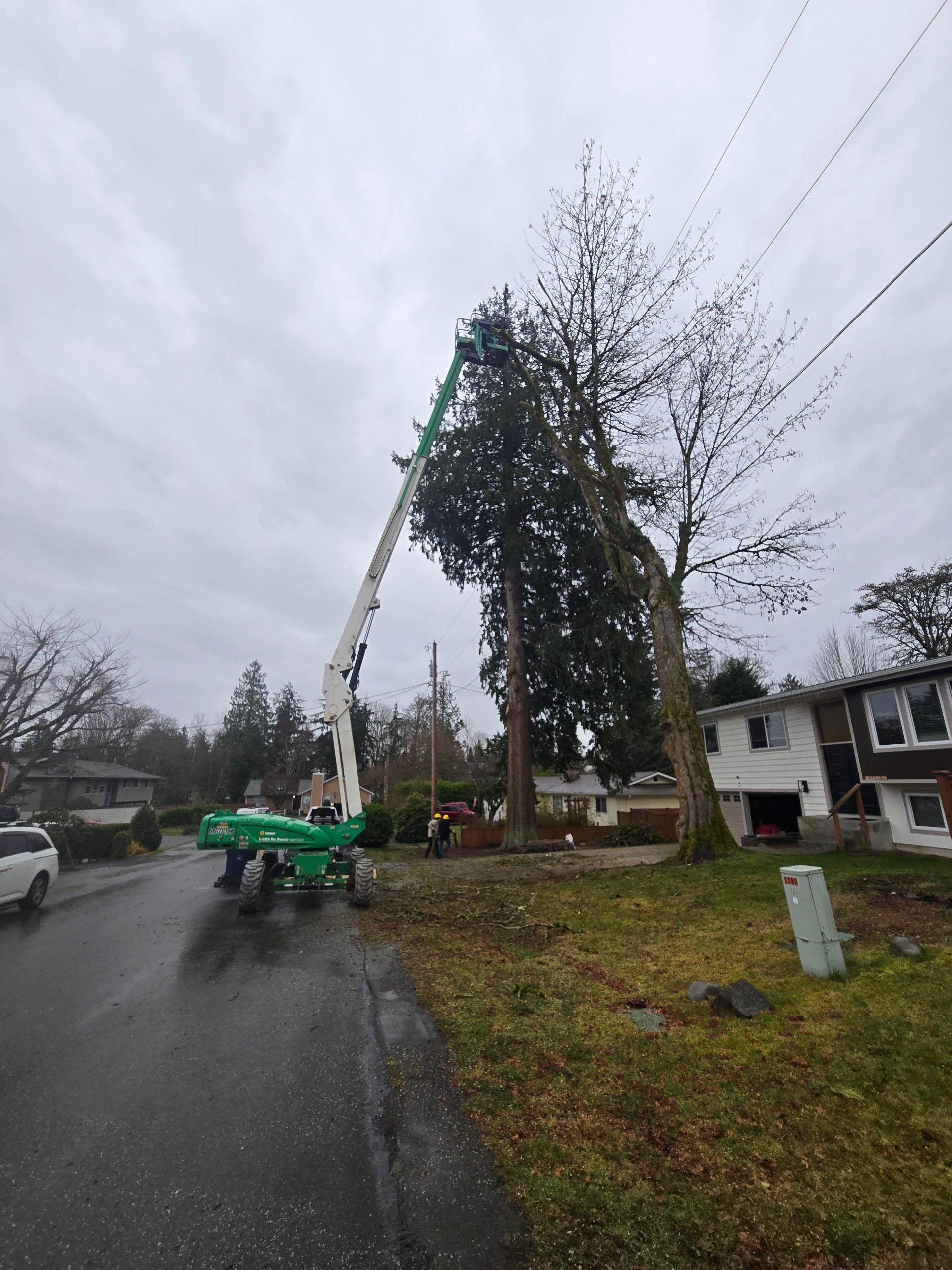 Tigor LLC Tree Removal