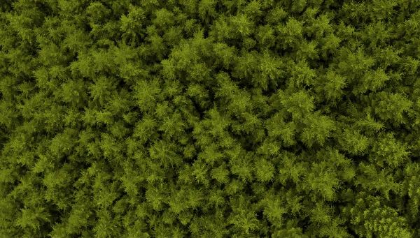 Rpp Toolkit Timber Development Uk - Light Texture Collection - 4K Quality