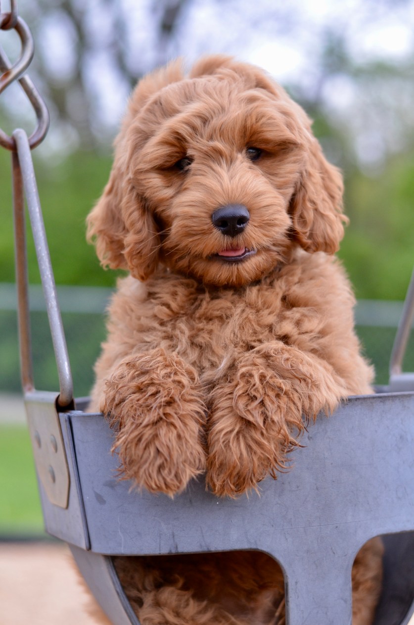 goldendoodle puppy swinging