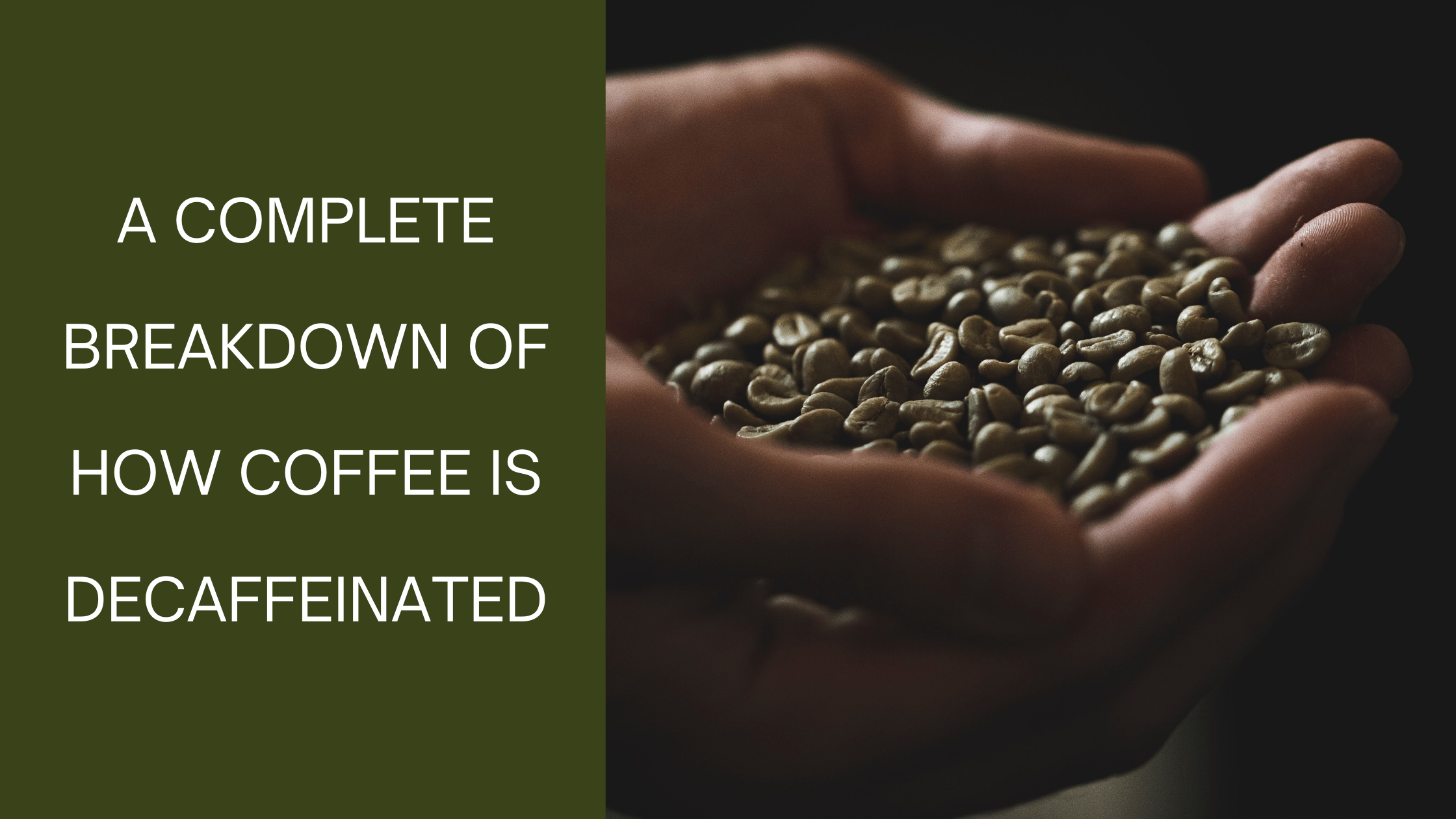 A Complete Breakdown Of How Coffee Is Decaffeinated | Timbertrain ...