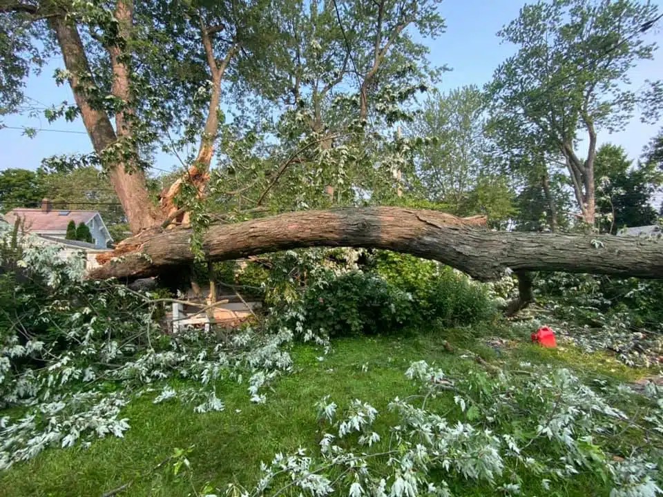 Tree removal crew setting up ground-protection mats before using a crane in Buffalo, NY.