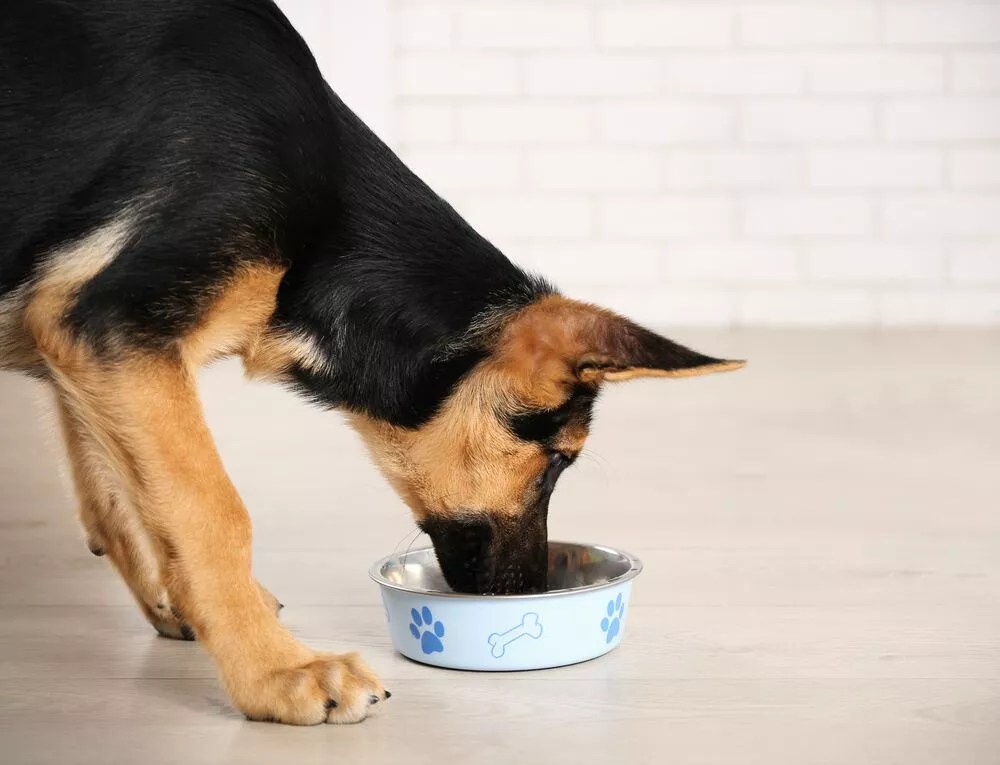 How Much Food To Feed A German Shepherd: Best Diet Tips