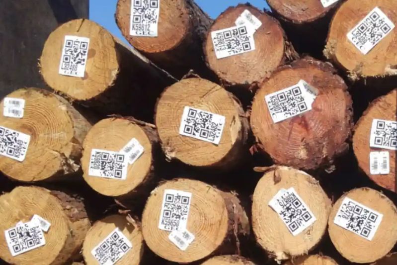 Timbeter Timbeter Container - Landscape Illustrations - Beautiful High Resolution Collection