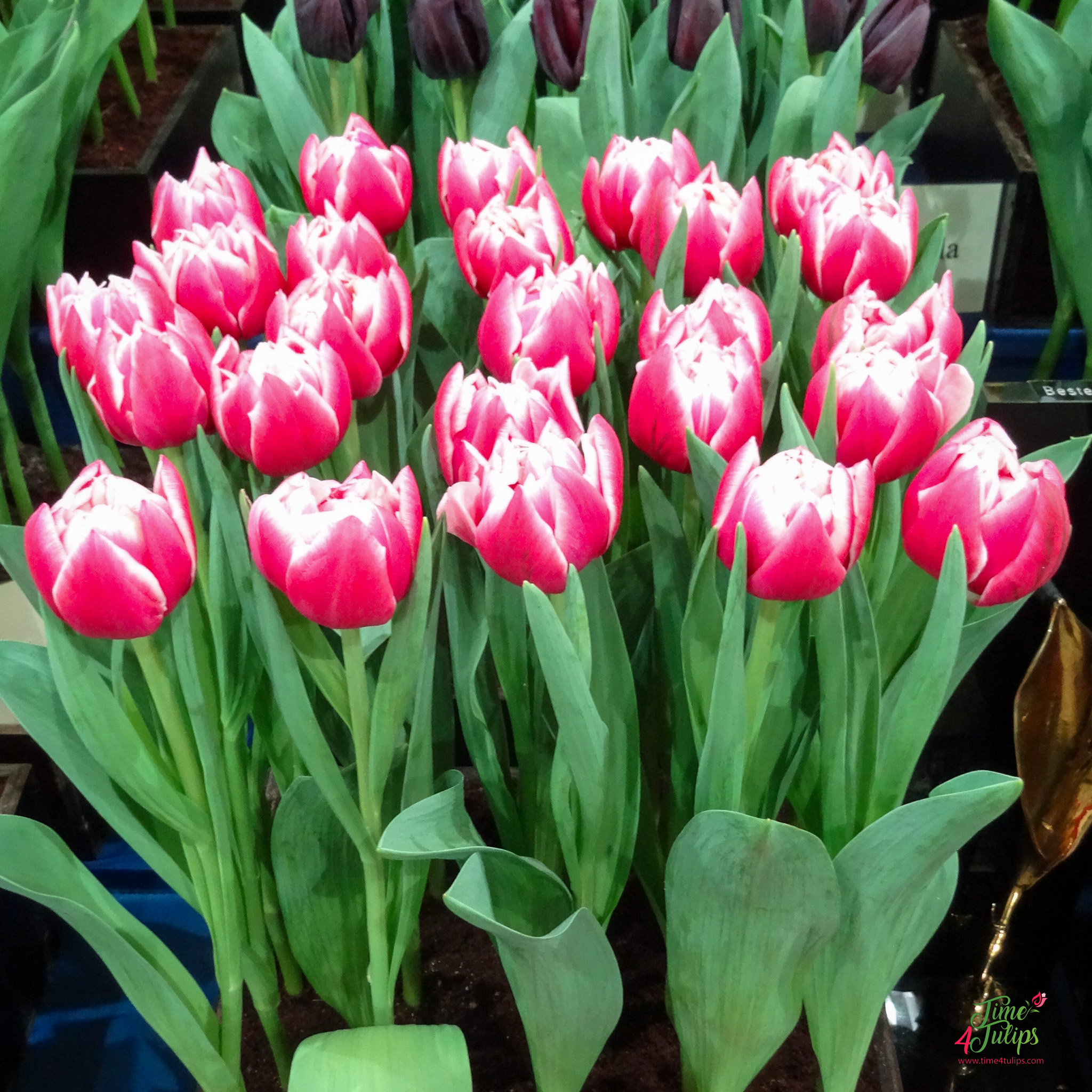 Tulip Columbus ® - Time4Tulips