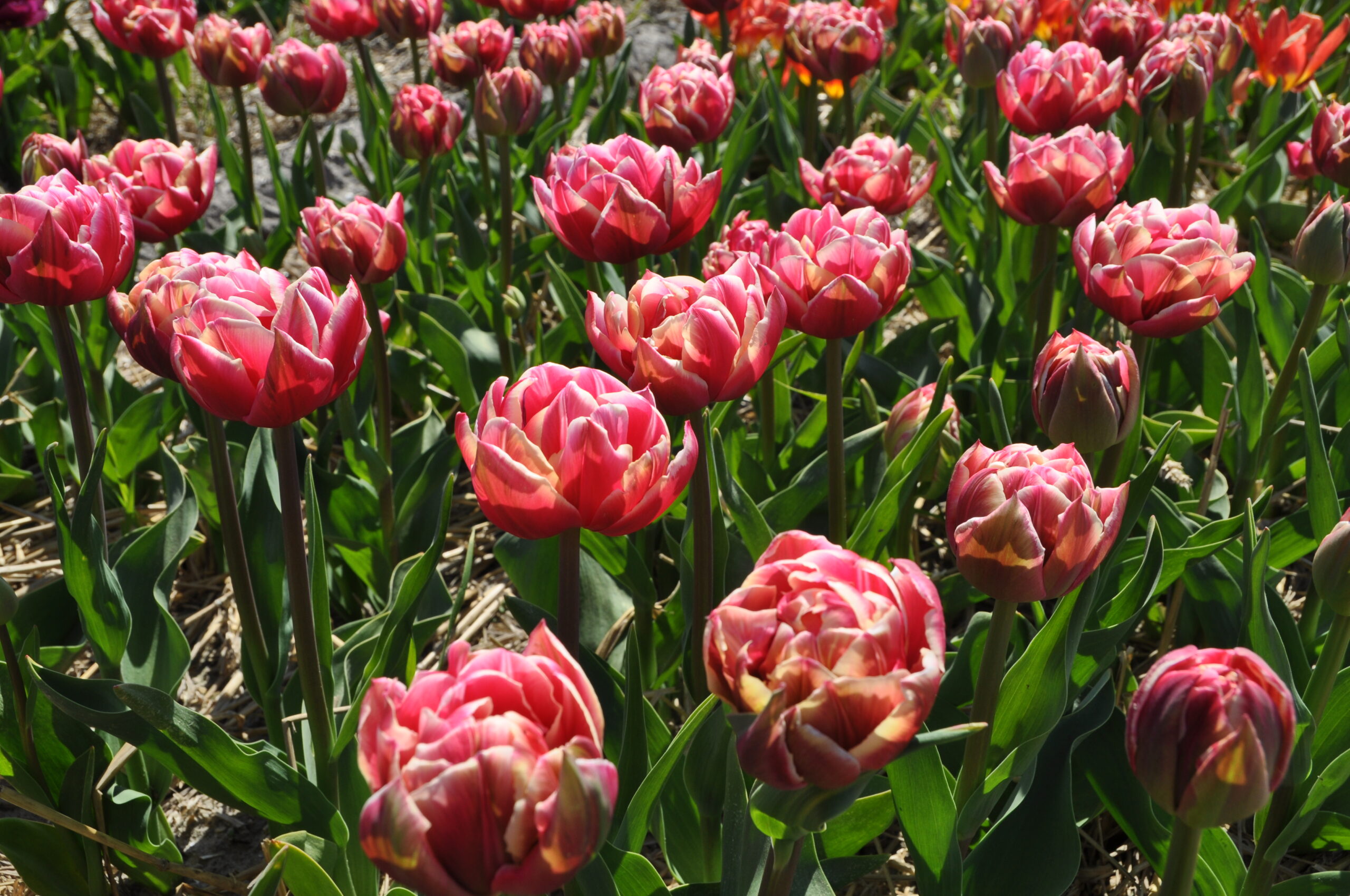 Tulip Columbus ® - Time4Tulips