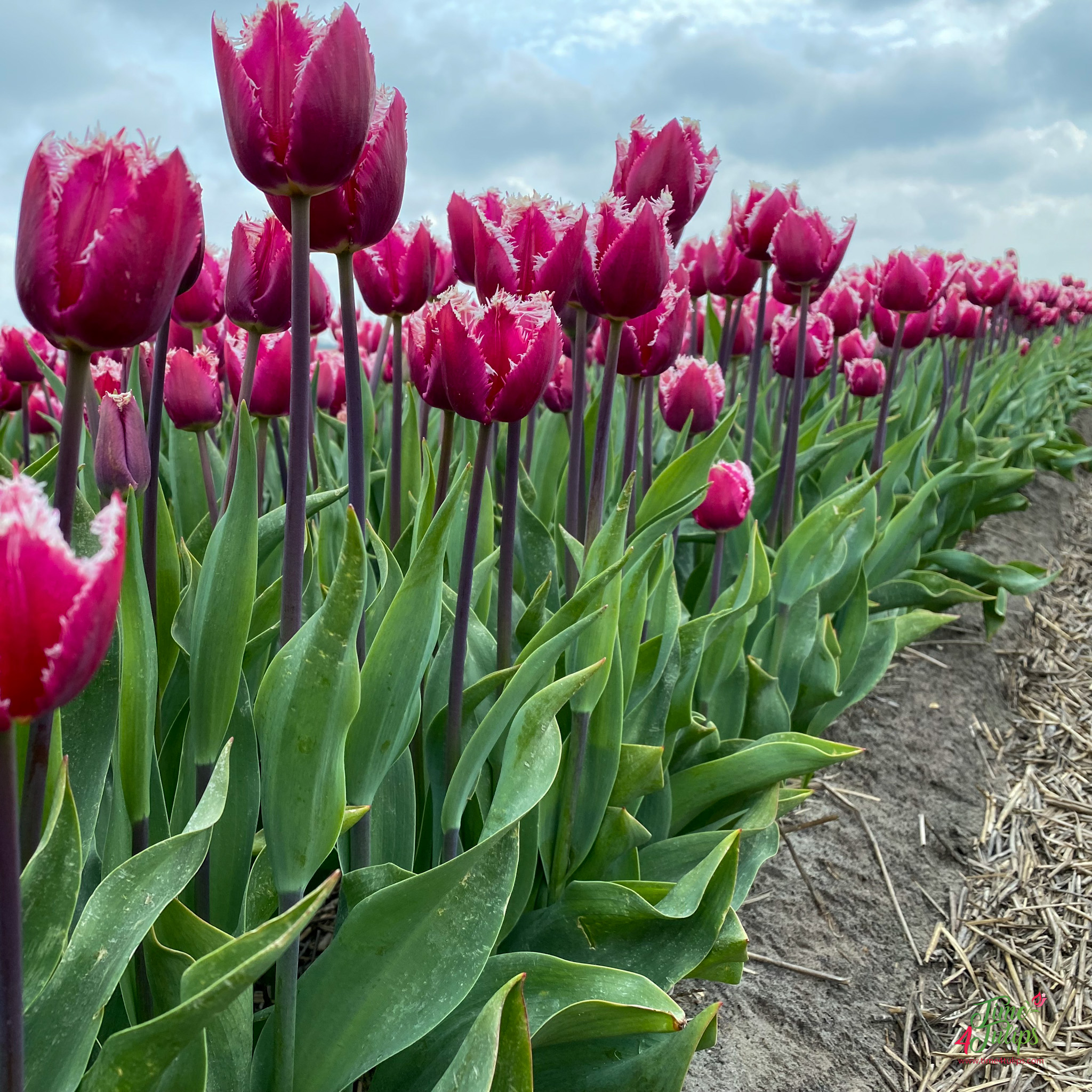 Tulip San Stefano ® - Time4Tulips