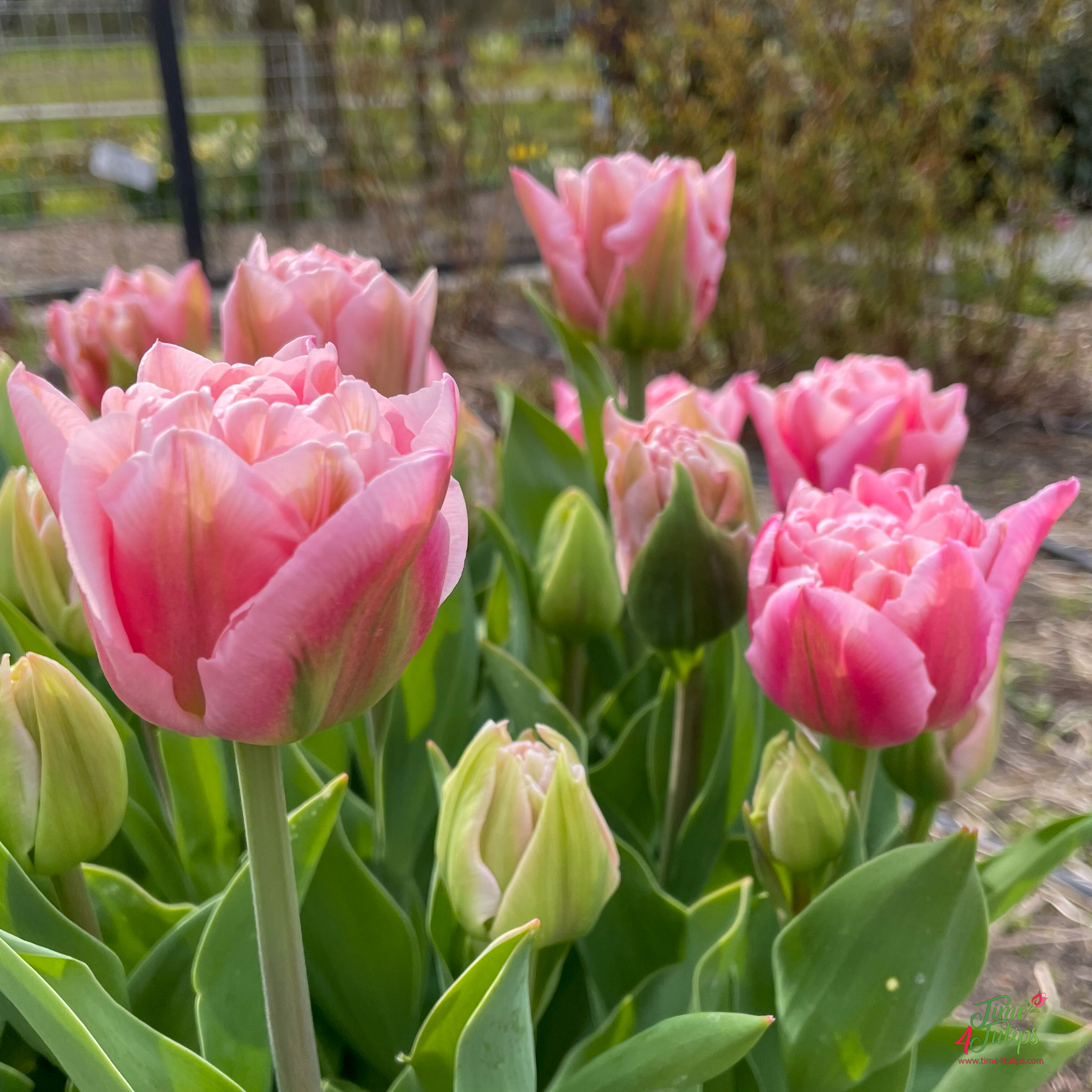 Tulip Dreamer ® - Time4Tulips