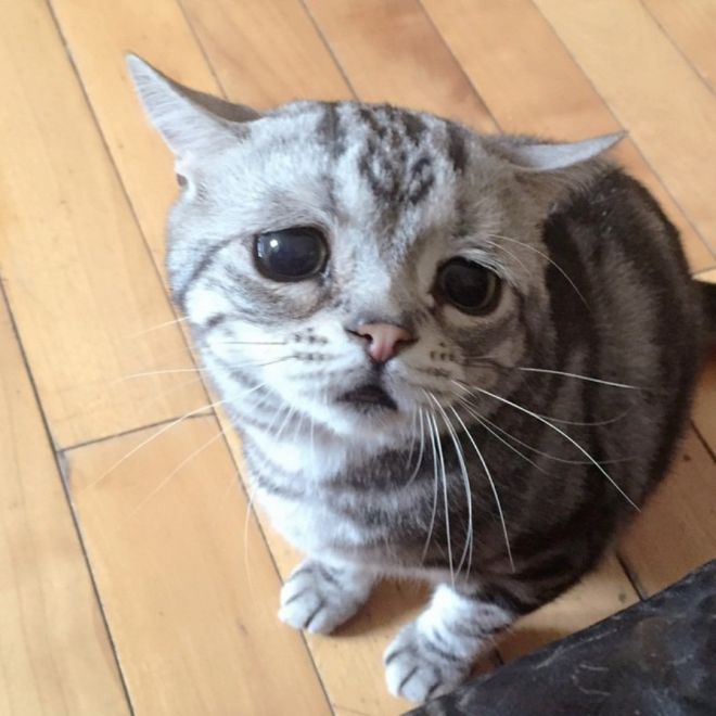 Gratis Unduh Gambar Kucing Menangis Meme Terbaru oleh Lampung Hits