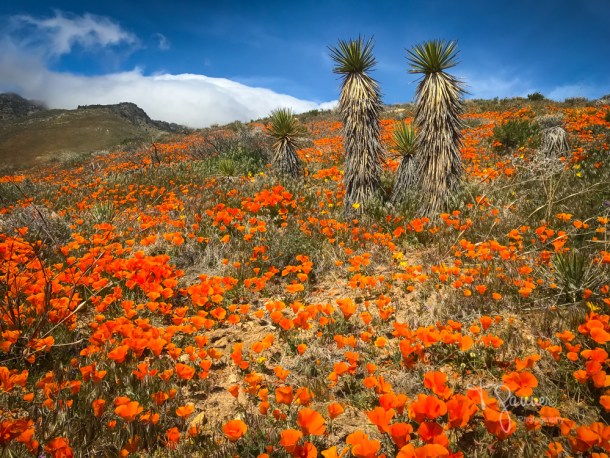 California Super Bloom, wildflowers, Mojave wildflowers, Ridgecrest, Inyokern, Sierra Nevada, Indian Wells Canyon, Indian Wells Valley, Joshua Tree