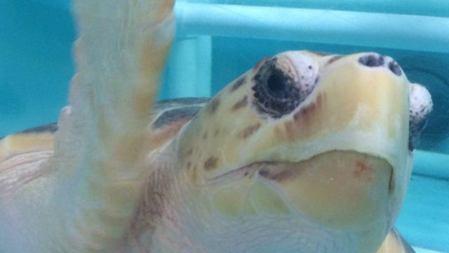 Officials Temporarily Close Pacific Loggerhead Turtle Conservation Area to Gillnet Fishing, Citing El Ni&ntilde;o Conditions