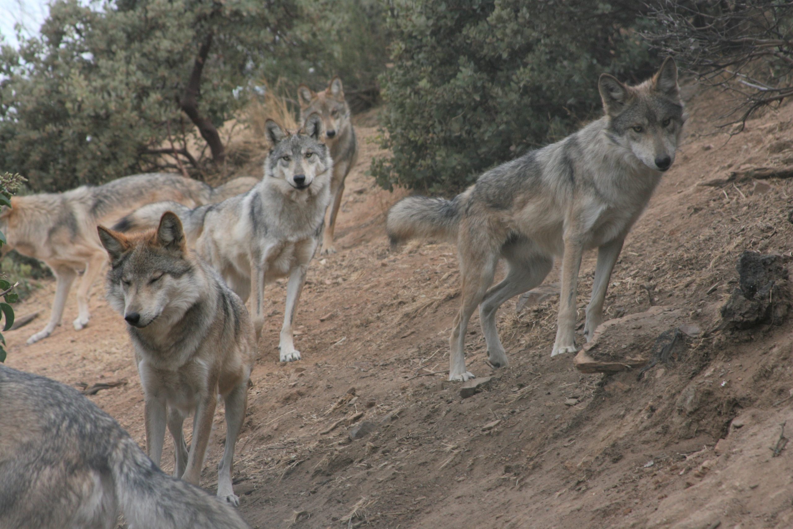 Trump order puts wolf protections — and Julian’s California Wolf Center expansion — in spotlight