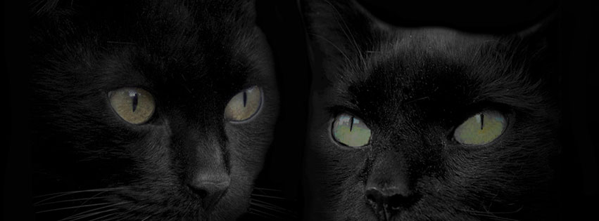 Iata o lista, de care sa te feresti, cand iti hranesti pisica: Terorizat De Pisici Un BistriÅ£ean A Cerut Ajutorul AutoritaÅ£ilor Ce Raspuns A Primit