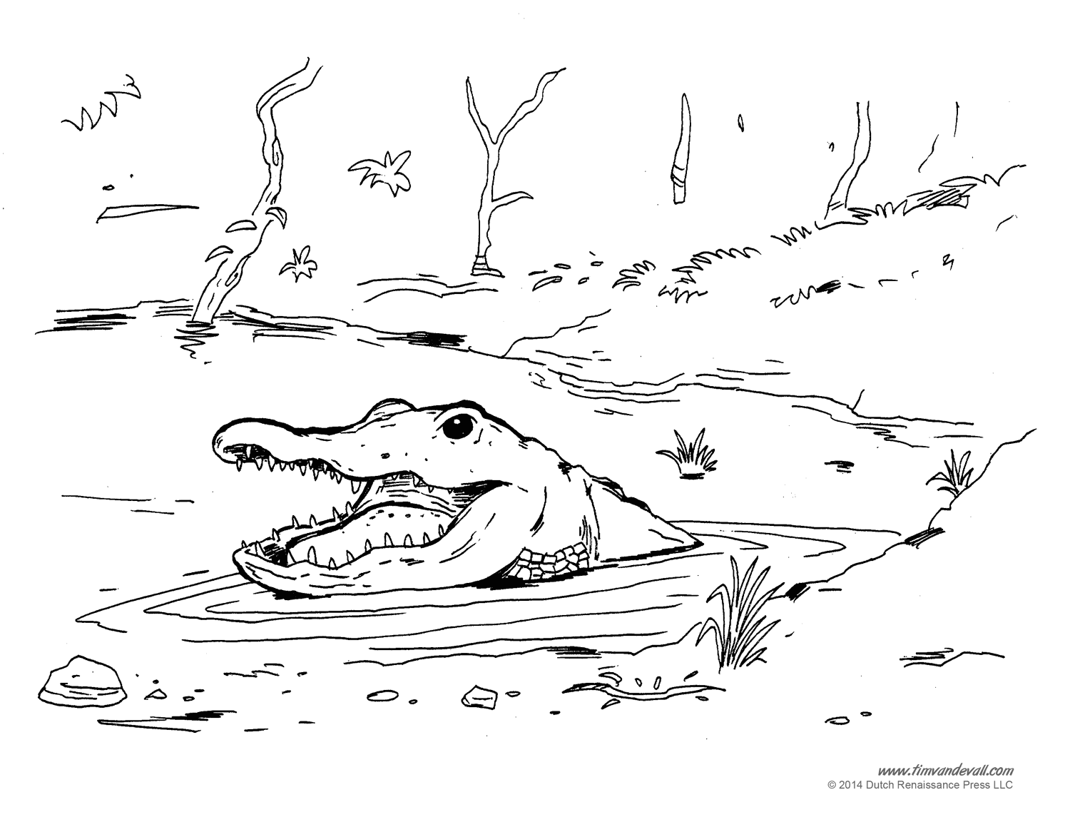 Alligator coloring pages