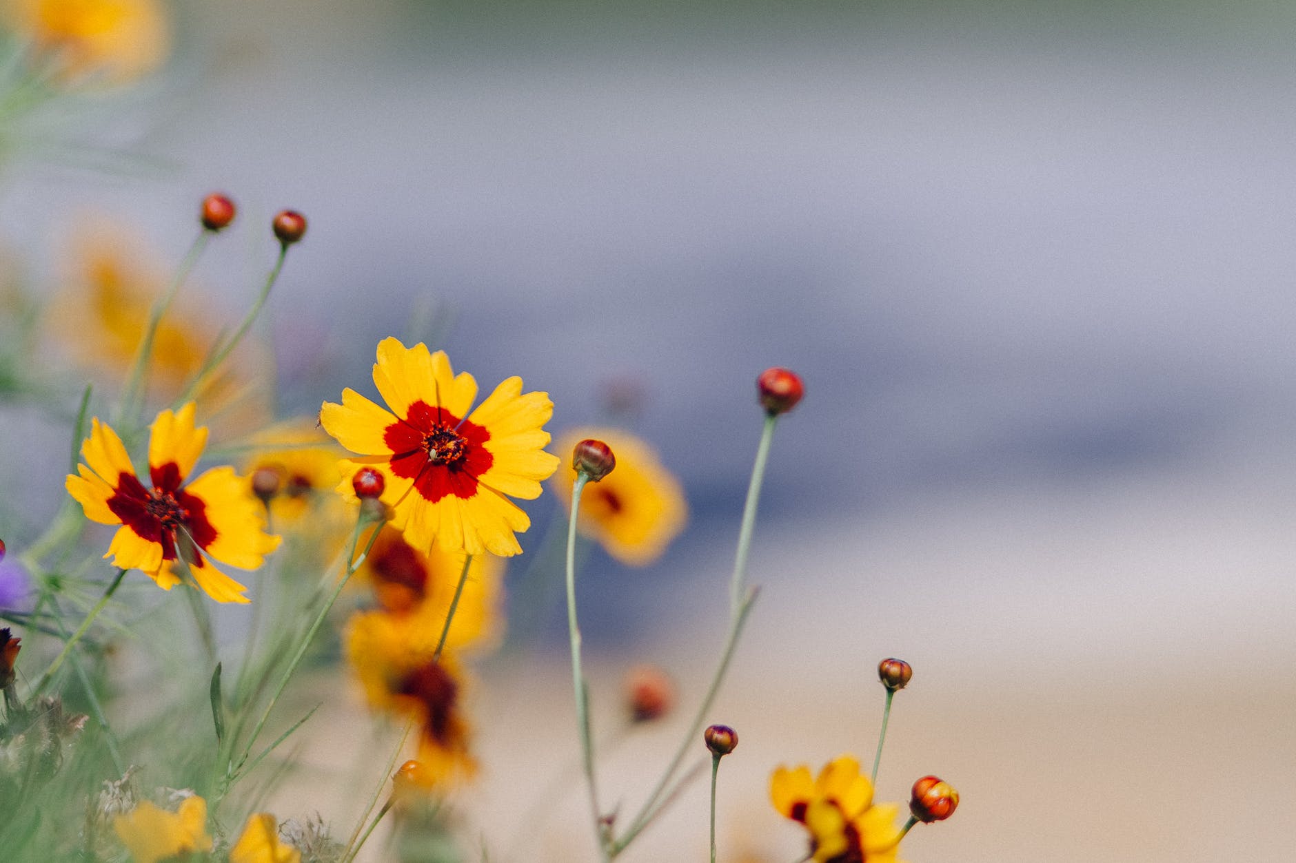 yellow flowers in tilt shift lens