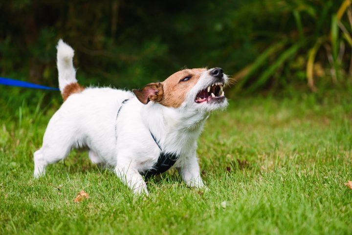 Dog Bite