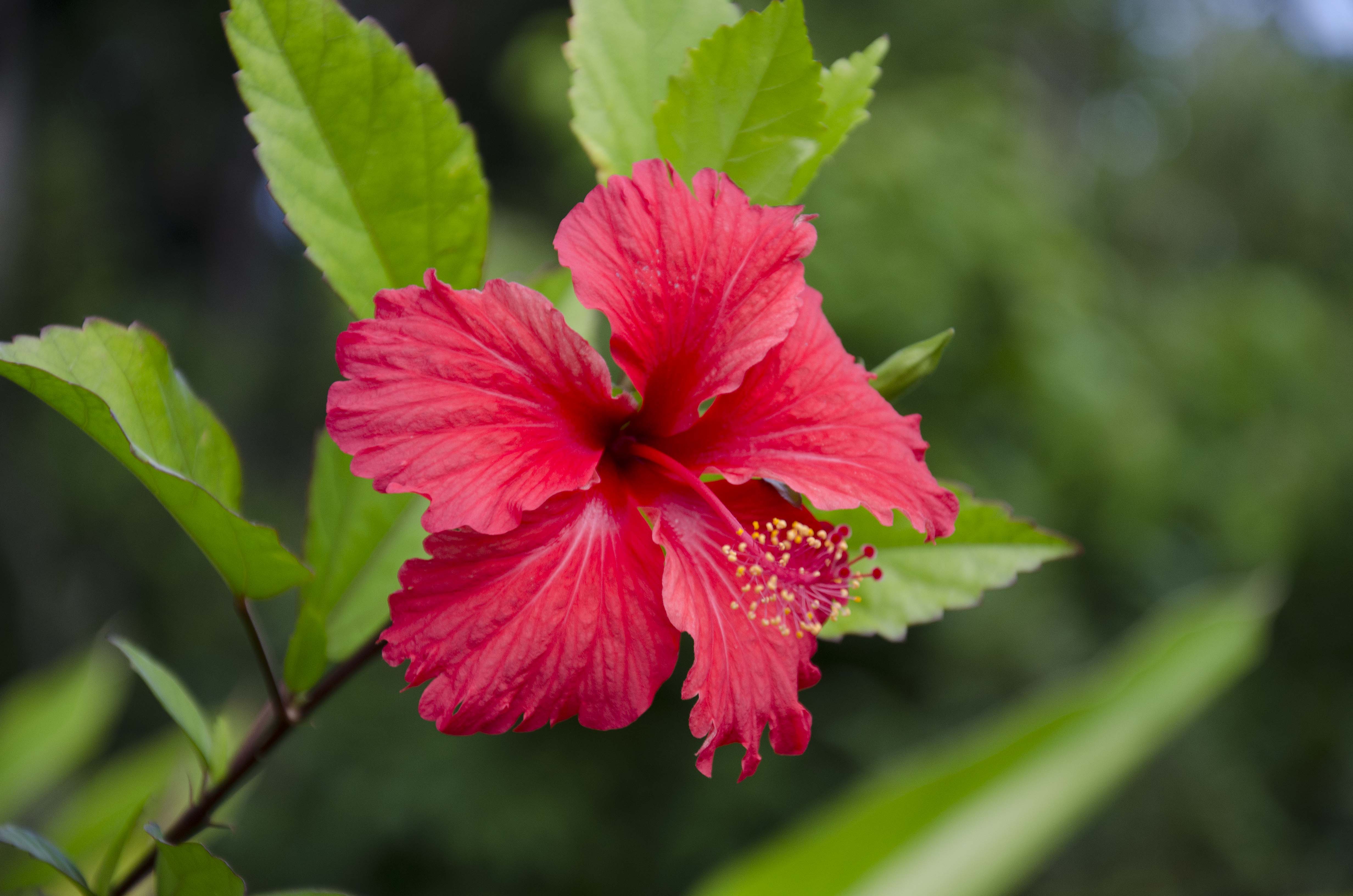 Find the perfect hibiscus stock photos and editorial news pictures from getty images. Hibiscus Honey The Tines That Bind