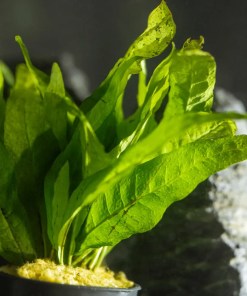 Alternative view of Microsorum pteropus 'Java Fern' (Potted)
