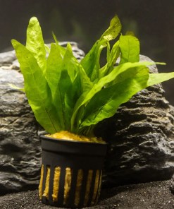 Microsorum pteropus 'Java Fern' (Potted)