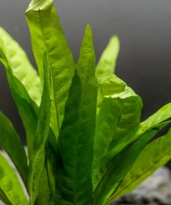 Alternative view of Java Fern Soft (Microsorum pteropus) (Potted)